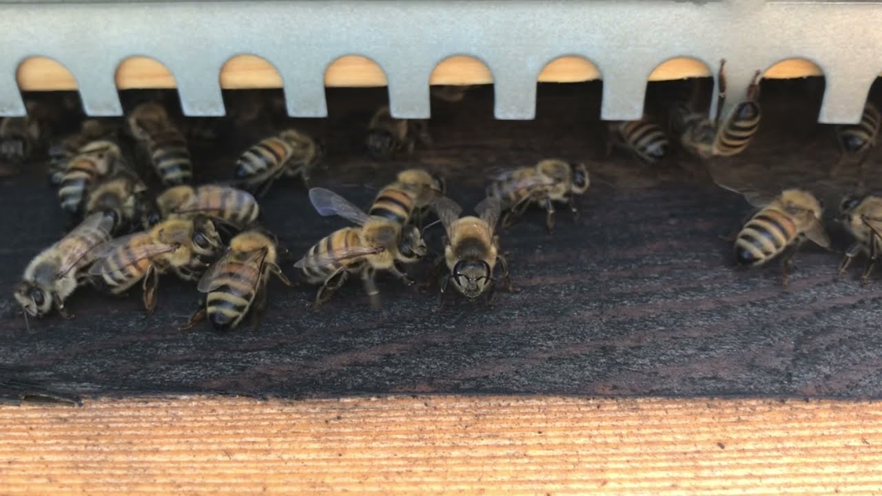 Débuter en apiculture : présentation de la formation en ligne pour devenir apiculteur amateur