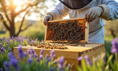 découvrez notre formation apiculture pour devenir apiculteur amateur ou professionnel en 2025. apprenez les techniques essentielles pour réussir dans ce métier passionnant et contribuer à la préservation des abeilles.