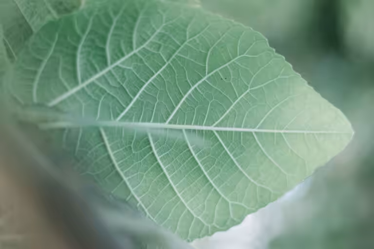 Paulownia : croissance rapide et fort pouvoir d’absorption du CO2